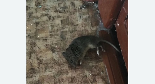 Дезинфекция от мышей в Перевицком Торжке