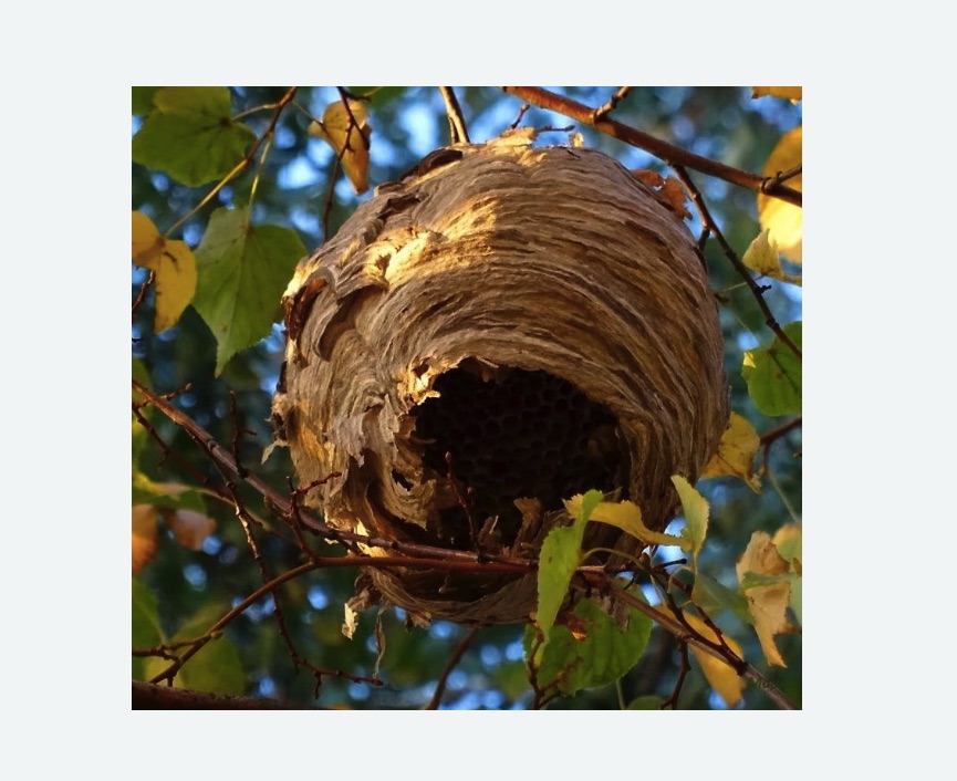 Обработка от шершней в Перевицком Торжке