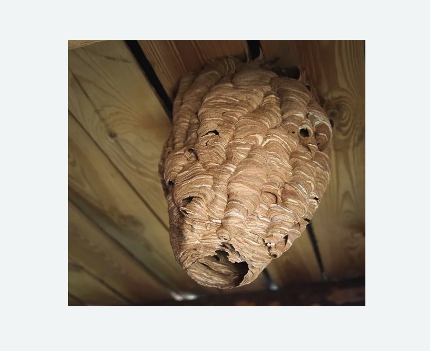 обработка от шершней в Перевицком Торжке