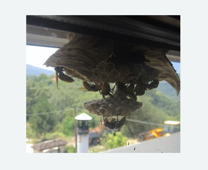 Уничтожение гнёзд шершней в Перевицком Торжке