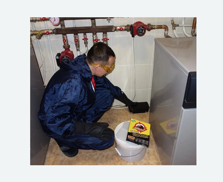 Уничтожение крыс в Перевицком Торжке