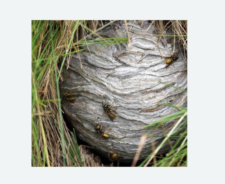 Уничтожение ос и ульев в Перевицком Торжке